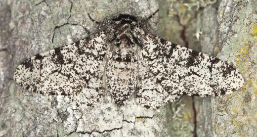 The peppered moth provides a classic example of natural selection.