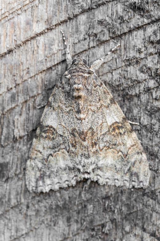 Populations of light-colored peppered moths dwindled due to selection pressure.