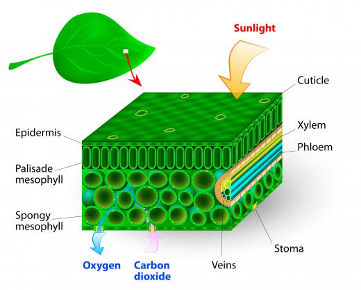 Through biochemistry, people are able to understand photosynthesis.