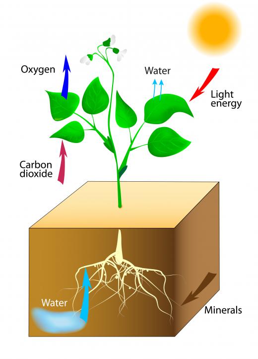 Photosynthesis involves the transfer of electrons from water to carbon dioxide, freeing oxygen from the carbon dioxide and allowing the water to combine with carbon to make glucose.