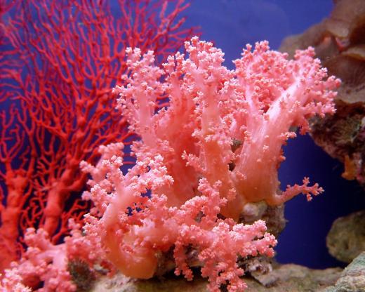 Corals are related to jellyfish and anemones.