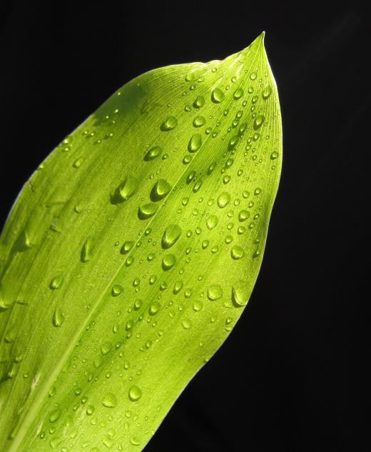 Transpiration is when a plant "sweats" water, which is then turned to vapor.