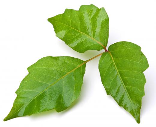 Poison ivy, which produces the phenol urushiol.