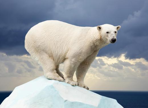 Polar bear populations may have become vulnerable due to what is interpreted as global warming.