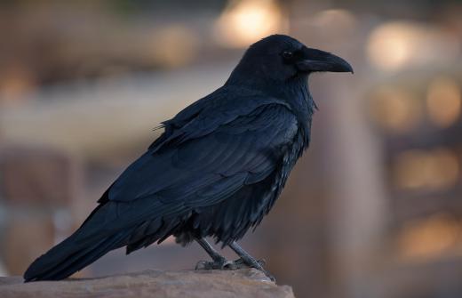 A raven (Corvus corax).