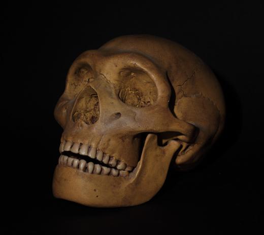 Homo erectus may have served as a base population from which other hominids evolved.