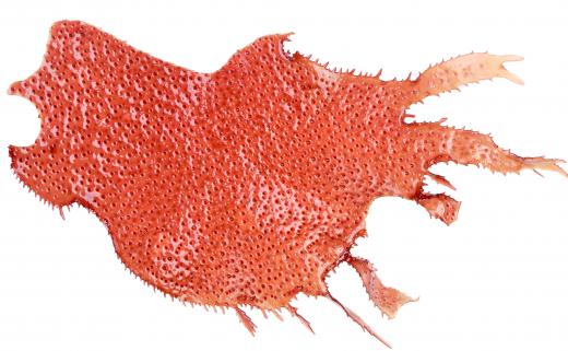 Red algae is extremely easy to grow and is often harvested for eating in many parts of Asia.