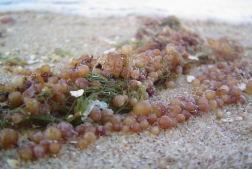 Sargassum is a type of brown algae.