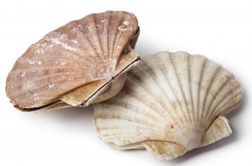 Scallops, a type of bivalve mollusk.