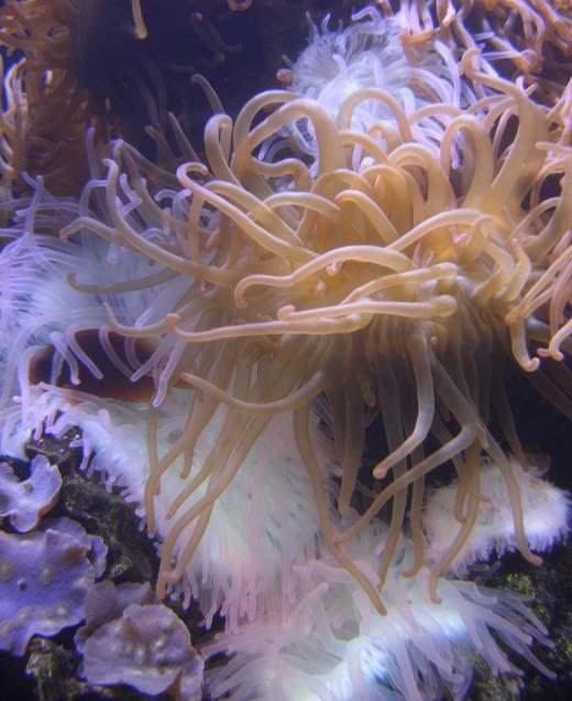 Anemones fall into one of the four main classes of cnidarians.