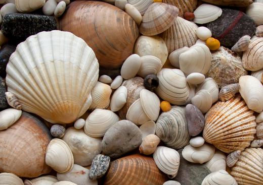 The shells of bivalves are composed of calcium carbonate.