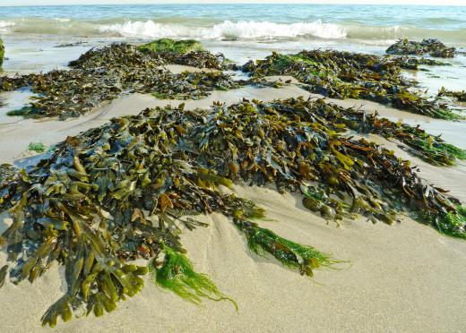 Seaweed, a eukaryotic organism, is a protist.
