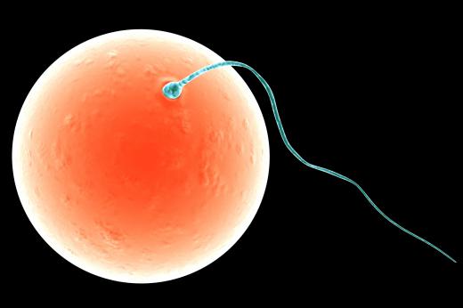 Sperm attaching to an egg.