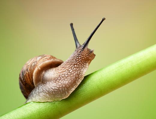 Snails are a type of invertebrate.