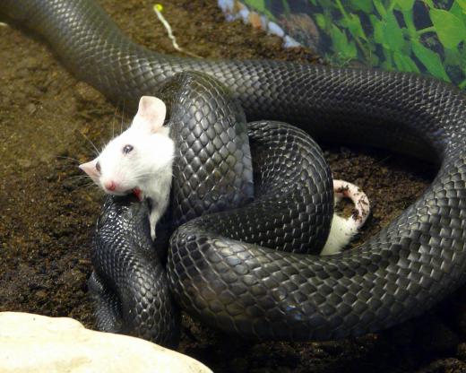 In an infrared radiation photo of a snake eating a mouse, the cold blooded snake would be nearly invisible, but the thermal outline of the warm blooded mouse would be visible.