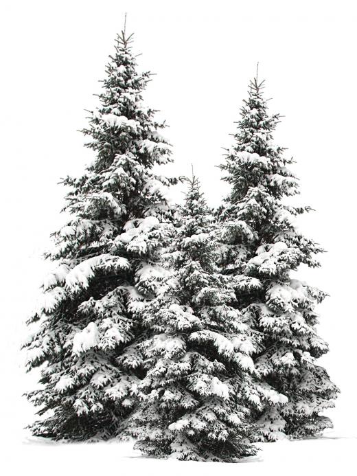 Trees with snow on them.