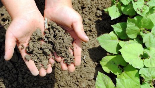 Deposit feeding often focuses on the top layer of soil.