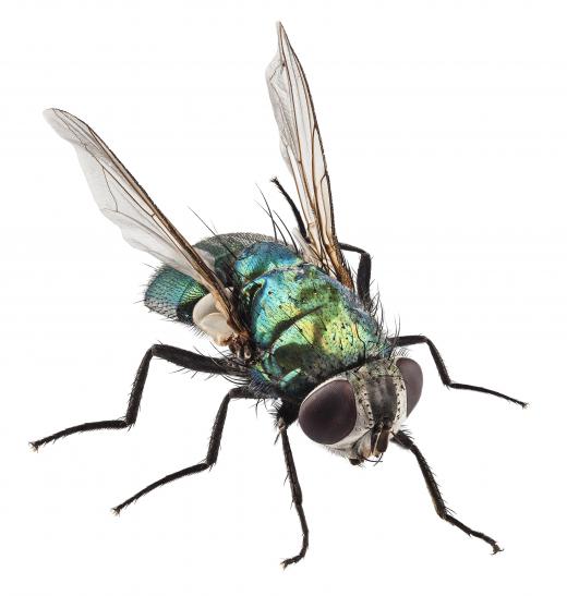 Roboflies are about the same size as houseflies.