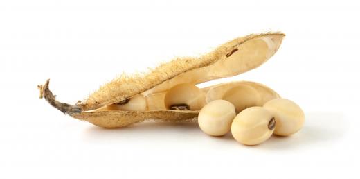 Soybeans may be used as a biomass for the production of biofuels.