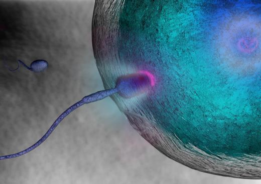 Meiosis only happens in the sex cells, or gametes.