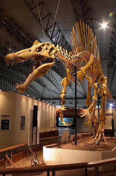 The 59 ft long Spinosaurus primarily ate fish.