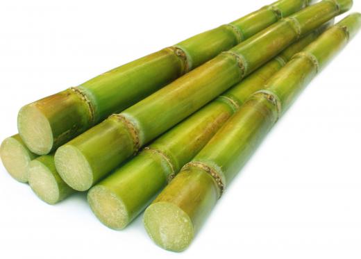 Sugarcane, a type of grass.