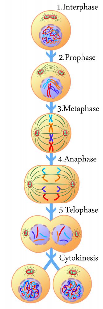 The stages of mitosis, including anaphase.