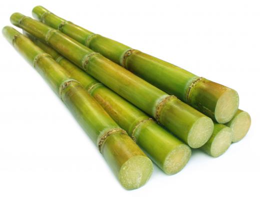 Sugar cane can be used to make ethanol fuel, a type of alternative energy.