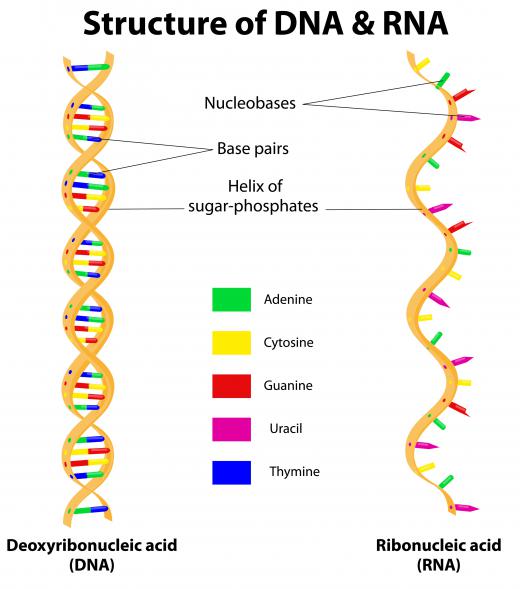 Human DNA is a polymer with more than 20 billion constituent atoms.