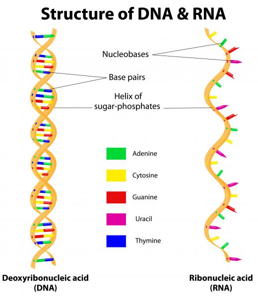 Messenger RNA is single-stranded, as opposed to DNA, which has two strands arranged in a double-helix.