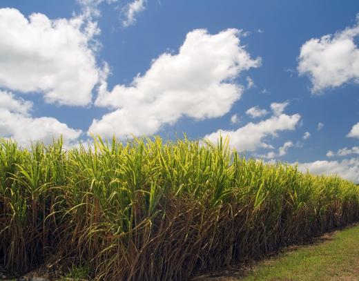 Environmental biotechnology is used in producing biofuel from sugarcane.