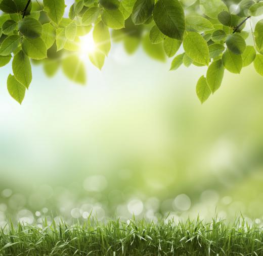 Photosynthesis is a process plants use to convert sunlight into nourishment.