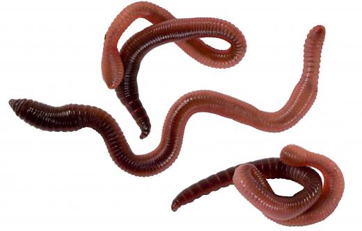 Earthworms are deposit feeders.