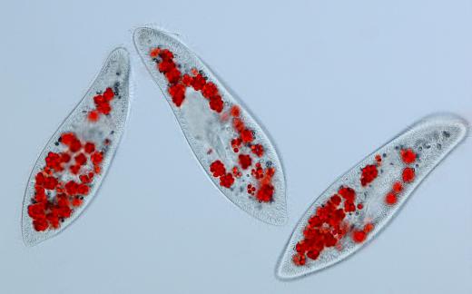 Three Paramecium caudatum, which have cilia.