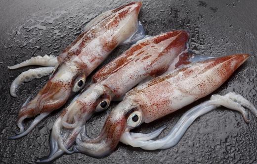 Squid, both small and giant, are an animal found in the aphotic zone of the ocean.