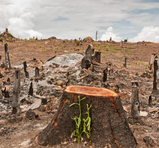 Deforestation is a prime example of living organisms affecting natural abiotic factors.