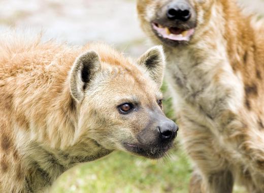 The cave hyena was a paleosubspecies of the spotted hyena that occasionally preyed on humans.
