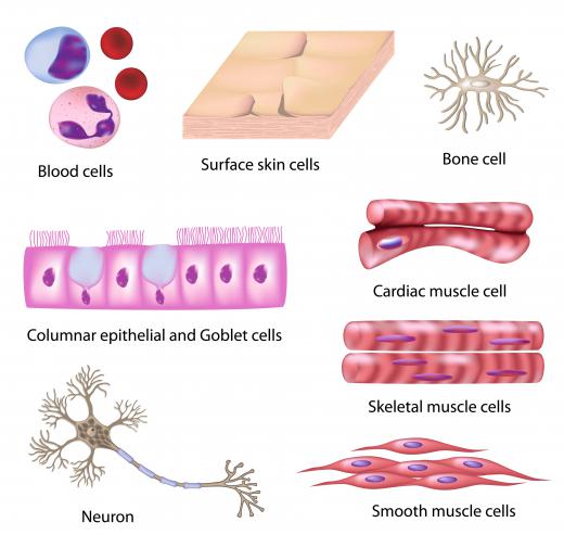 Types of human cells, all of which are studied by cytologists, a type of histologist.