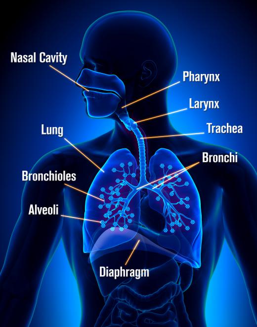 Anaerobic bacterium sometimes infects a person's respiratory tract.