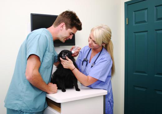 A vet using ear drops to treat a dog with ear mites.