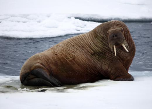 Walruses are commonly found in the arctic circle.