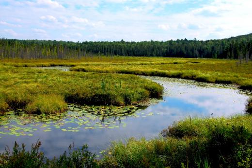 A freshwater wetland environment may support small to medium sized animals.