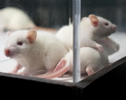 Some studies are being done with rats to see if the food grade "d" version of limonene can be used to treat cancer.