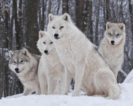 Wolves live in the Arctic.