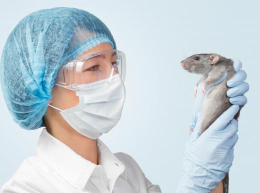 Lab rats are common examples of biological models, used to gain a deeper understanding of other mammals.