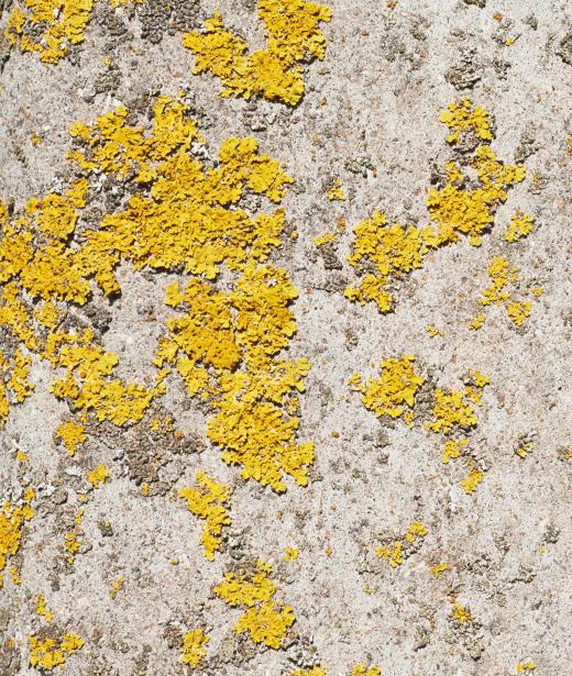 Slime mold may be a vivid yellow.