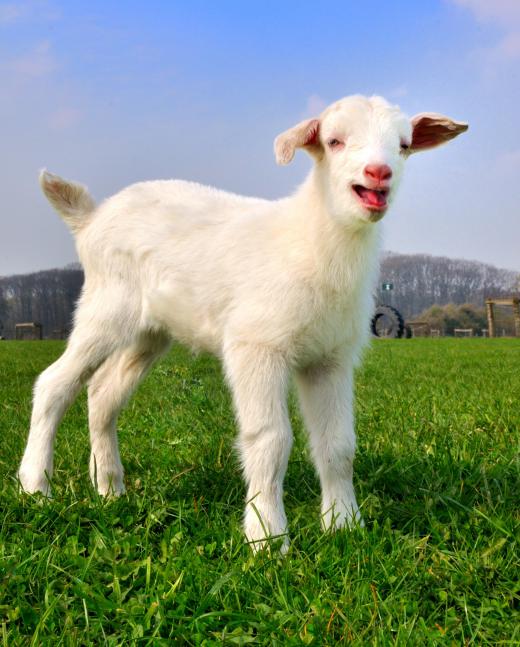 A transgenic goat.